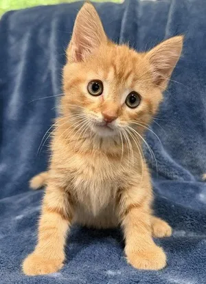Cheddar