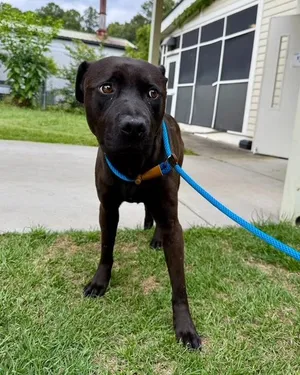 Gary- Black Lab mix, best buddy material