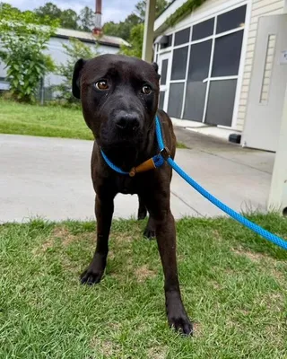 Gary- Black Lab mix, best buddy material