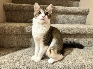 Amos