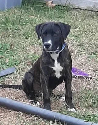 Dasher
