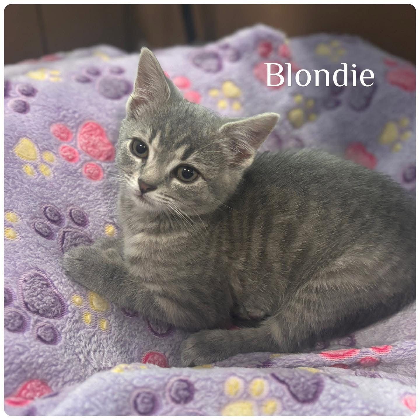 Blondie