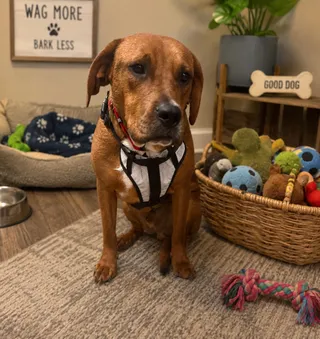 Huckleberry