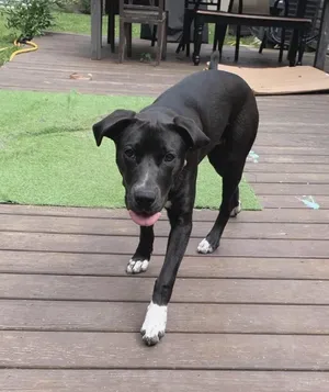 Moose