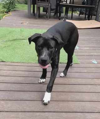Moose