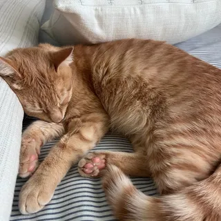 Little Jones
