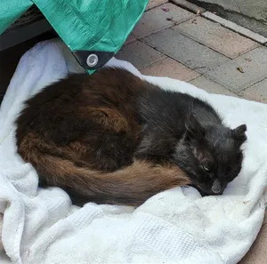 BINX