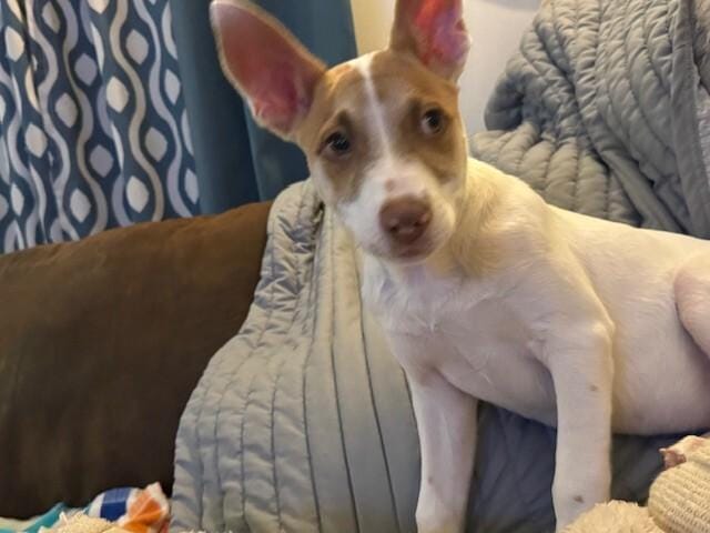 Milo