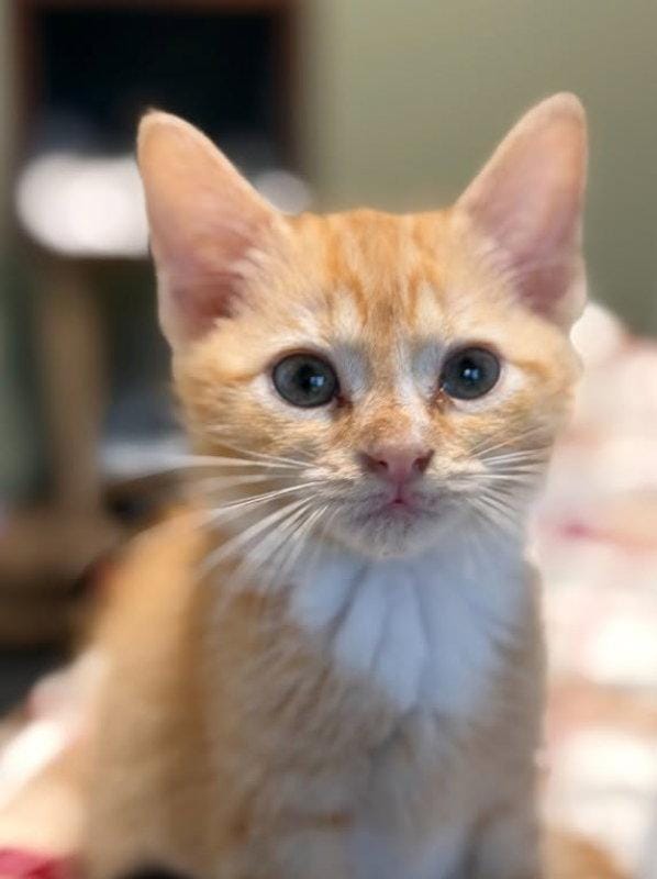 Buttercup