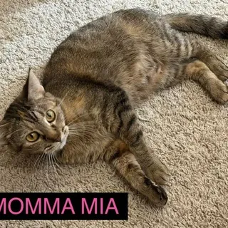 Momma Mia