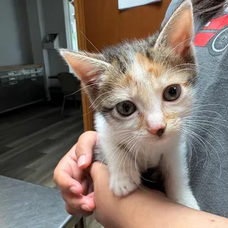 Hermione