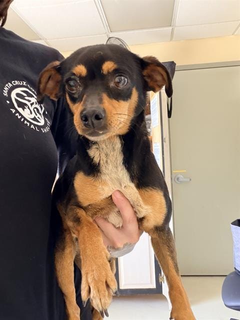 CHIQUITA