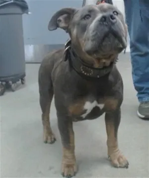 TYSON