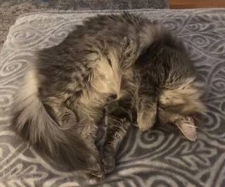 Lucy. Long haired senior