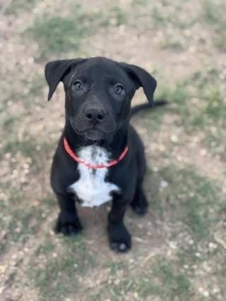 Onyx