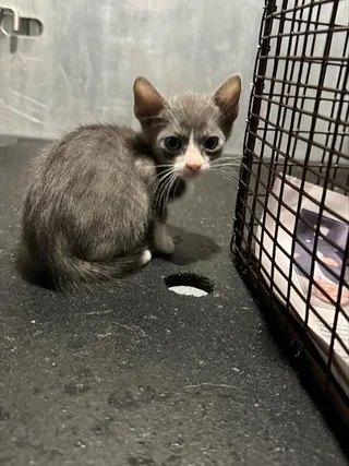 AXEL