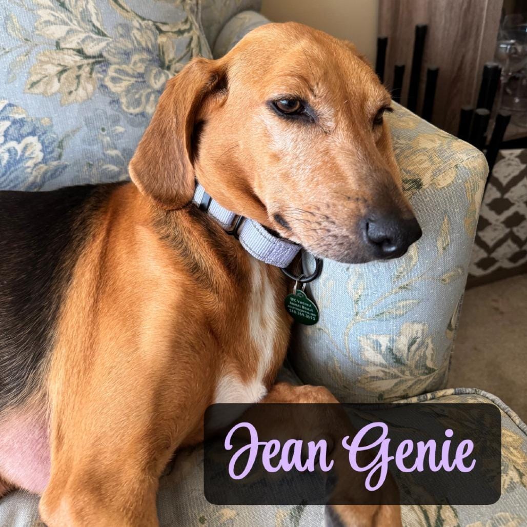 Jean Genie
