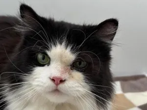 Sylvester
