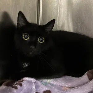 MEEKA