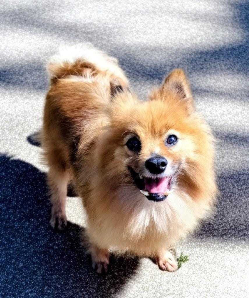 Sasha-Tiny 12lb 6yo Girl!
