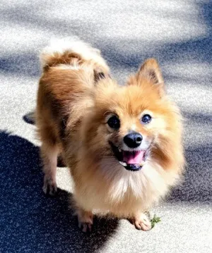 Sasha-Tiny 12lb 6yo Girl!