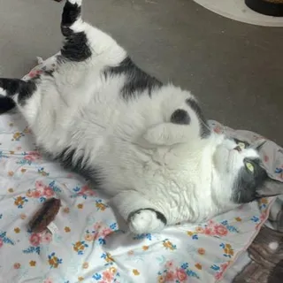 Pancake