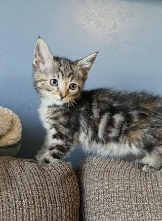 Daphne