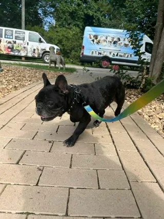 ZIGGY