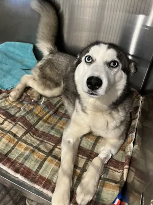 Echo