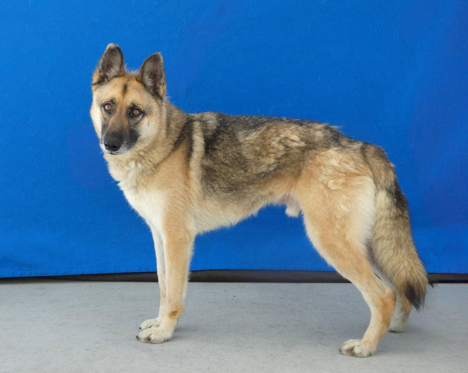 AXEL