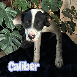 Caliber - sweet, curious and snuggly