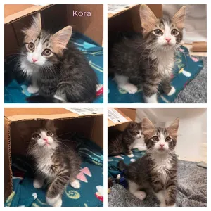 Kora