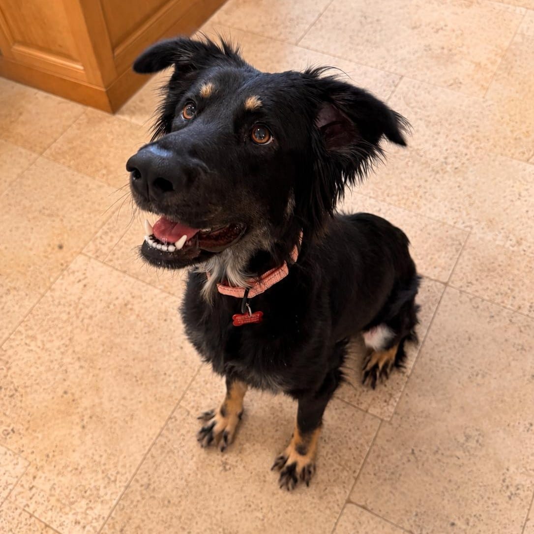 Bella (Sweet, Affectionate, Dog and Family Friendly)