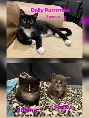 The country kittens