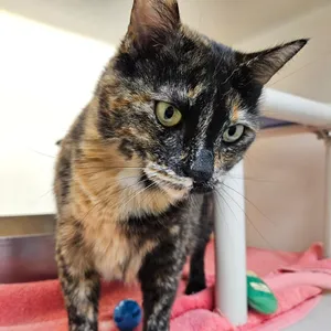 Olivia