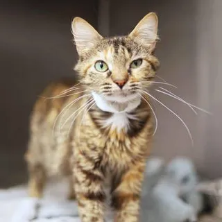 Natasha