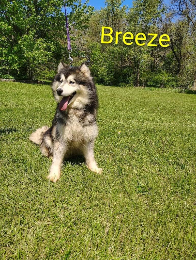 Breeze