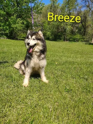 Breeze