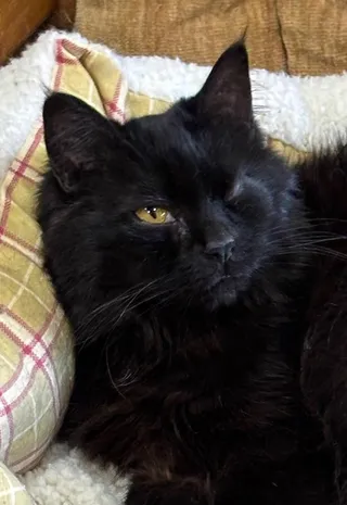 Gracie