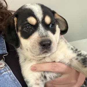 Queen Elizabeth pup 6