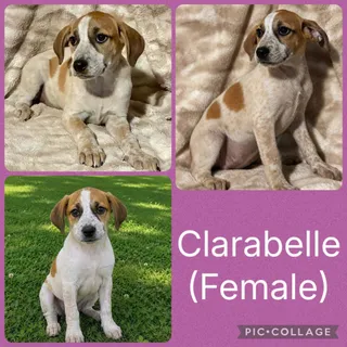 Clarabelle