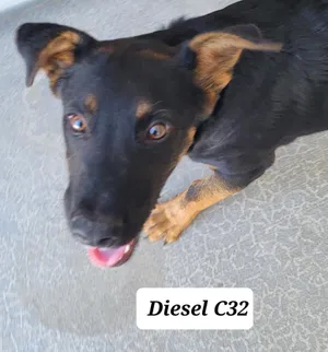 Diesel