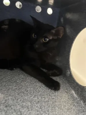 BLACKIE