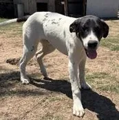 Scout