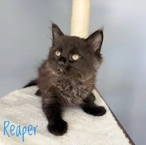 Reaper