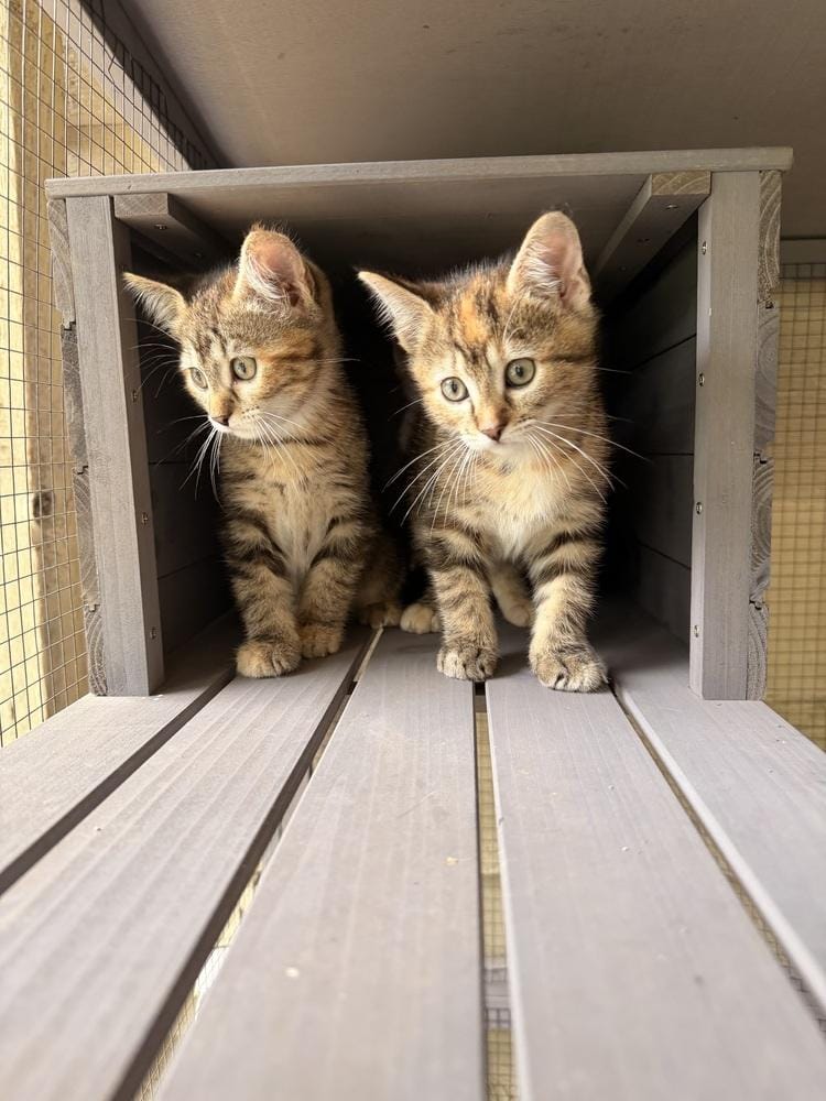 **Cat Cafe** Little Spoon
