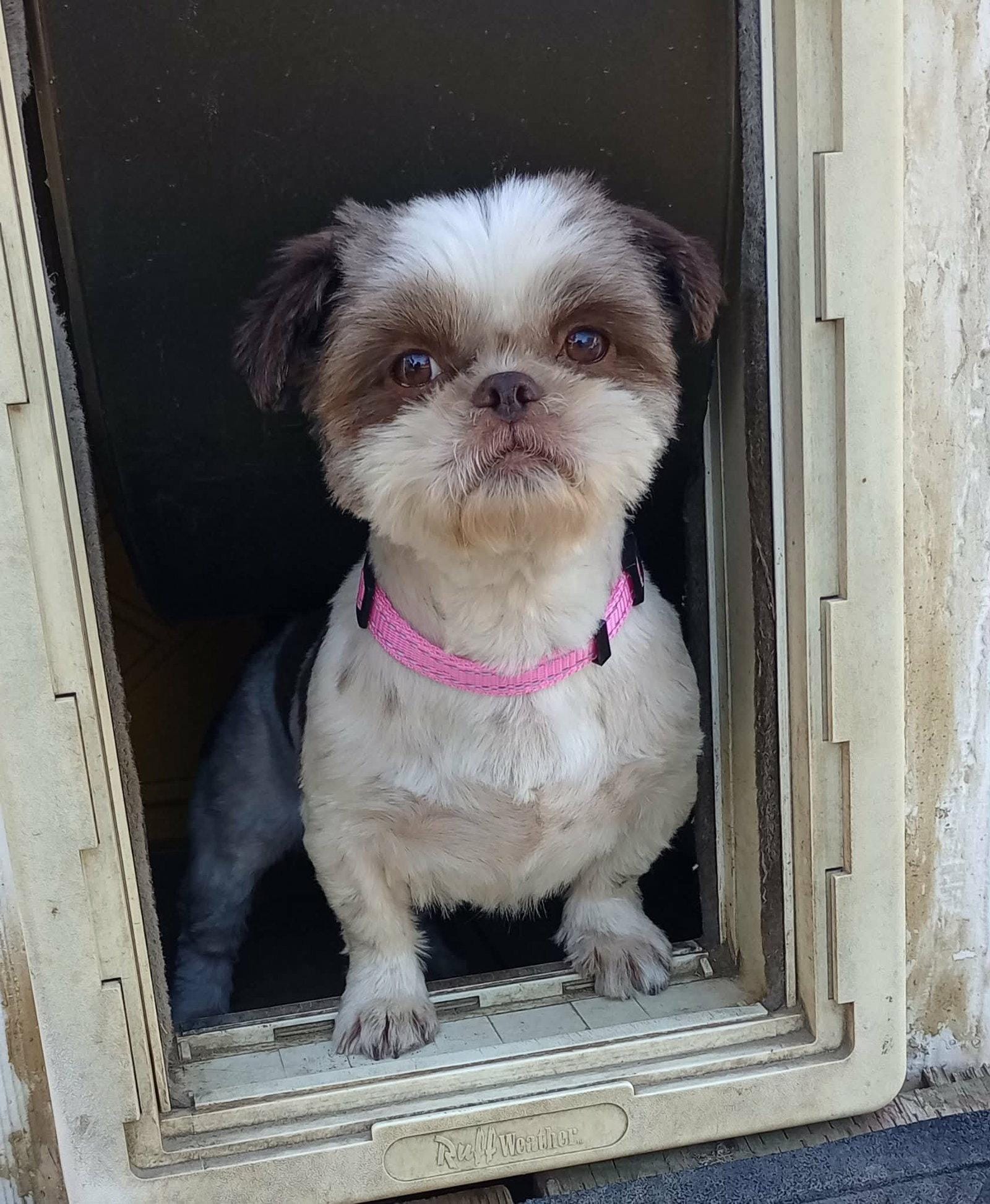 Daisy