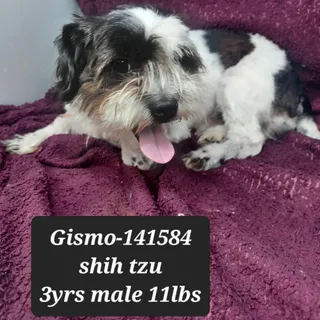Gismo