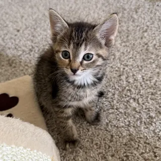 Remmy