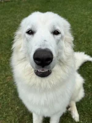 Luca